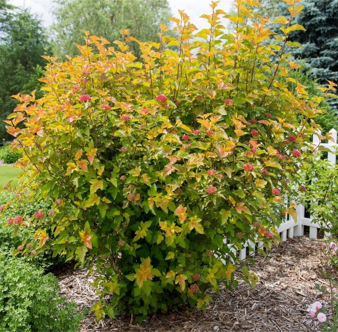 Bush with green and yellow leaves and pink flowers in a garden near a white fence