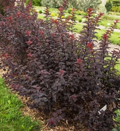 Dark purple shrub with red-tipped leaves growing in a garden bed
