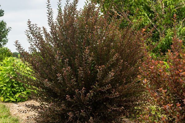 Dense dark shrub with reddish foliage in a landscaped garden, surrounded by other green plants and mulch.