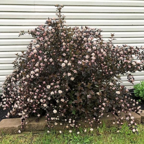 Bush with dark leaves and small pink flowers against a white siding wall