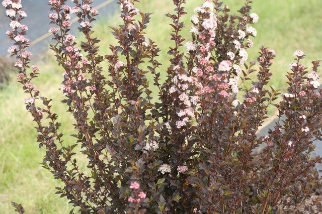 Pink-flowering shrub with dark red leaves in a grassy garden.