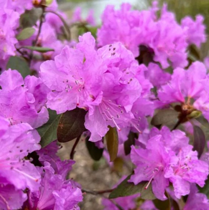 Close-up of vibrant pink azalea blossoms with green leaves outdoors