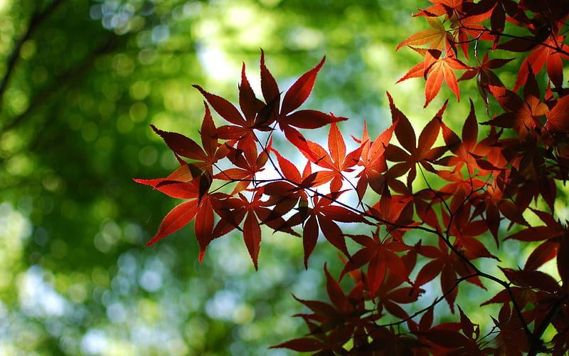 Red maple leaves on a branch against a blurred green background