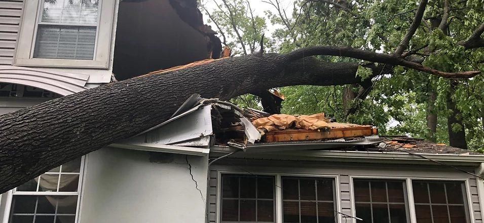a tree has fallen on the roof of a house .