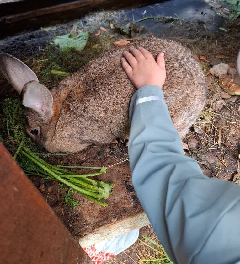 Roka glāsta brūnu trusi, kas atrodas pie zaļiem kātiem uz mitras zemes ārā