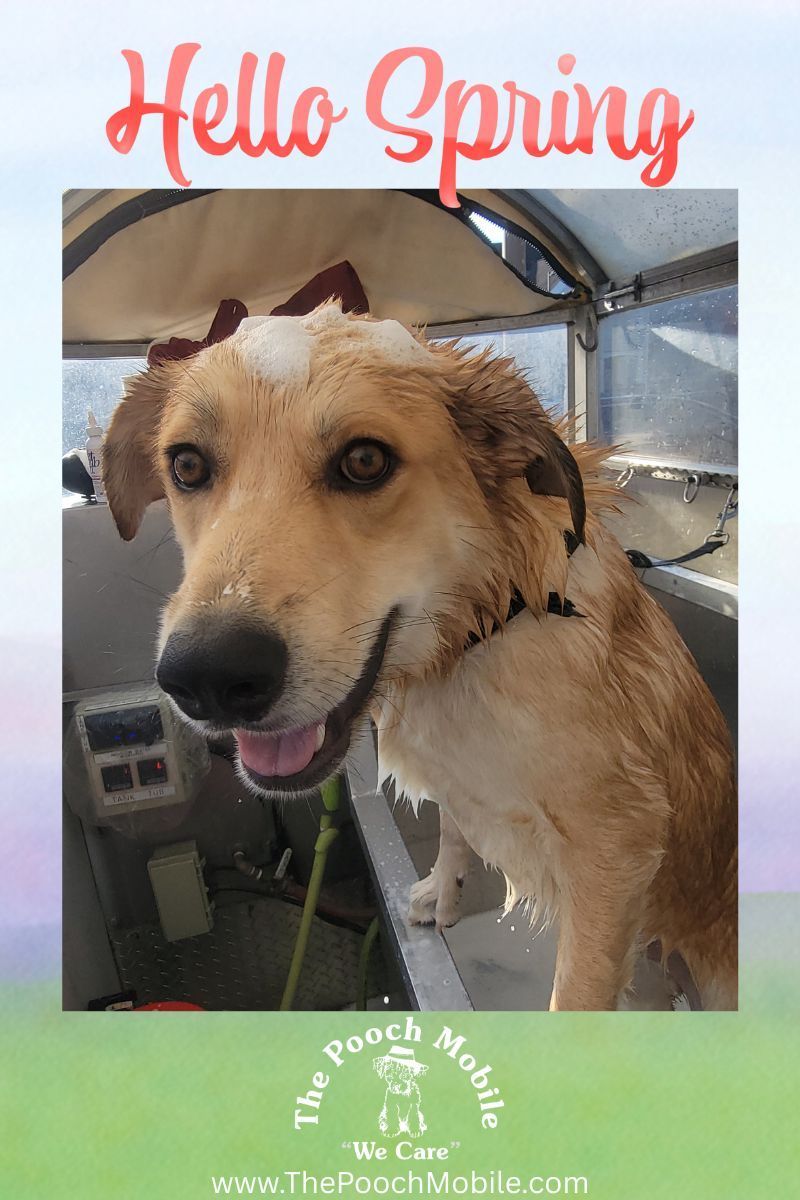 A picture of a dog with the words hello spring on it