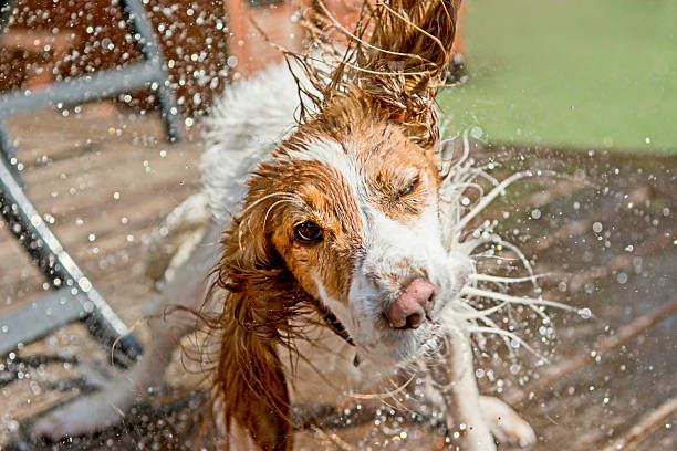 A brown and white dog is taking a bath in a pool.