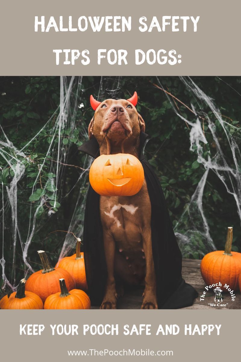 Dog holding pumpkin