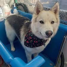A husky dog wearing a bandana is sitting in a blue tub.