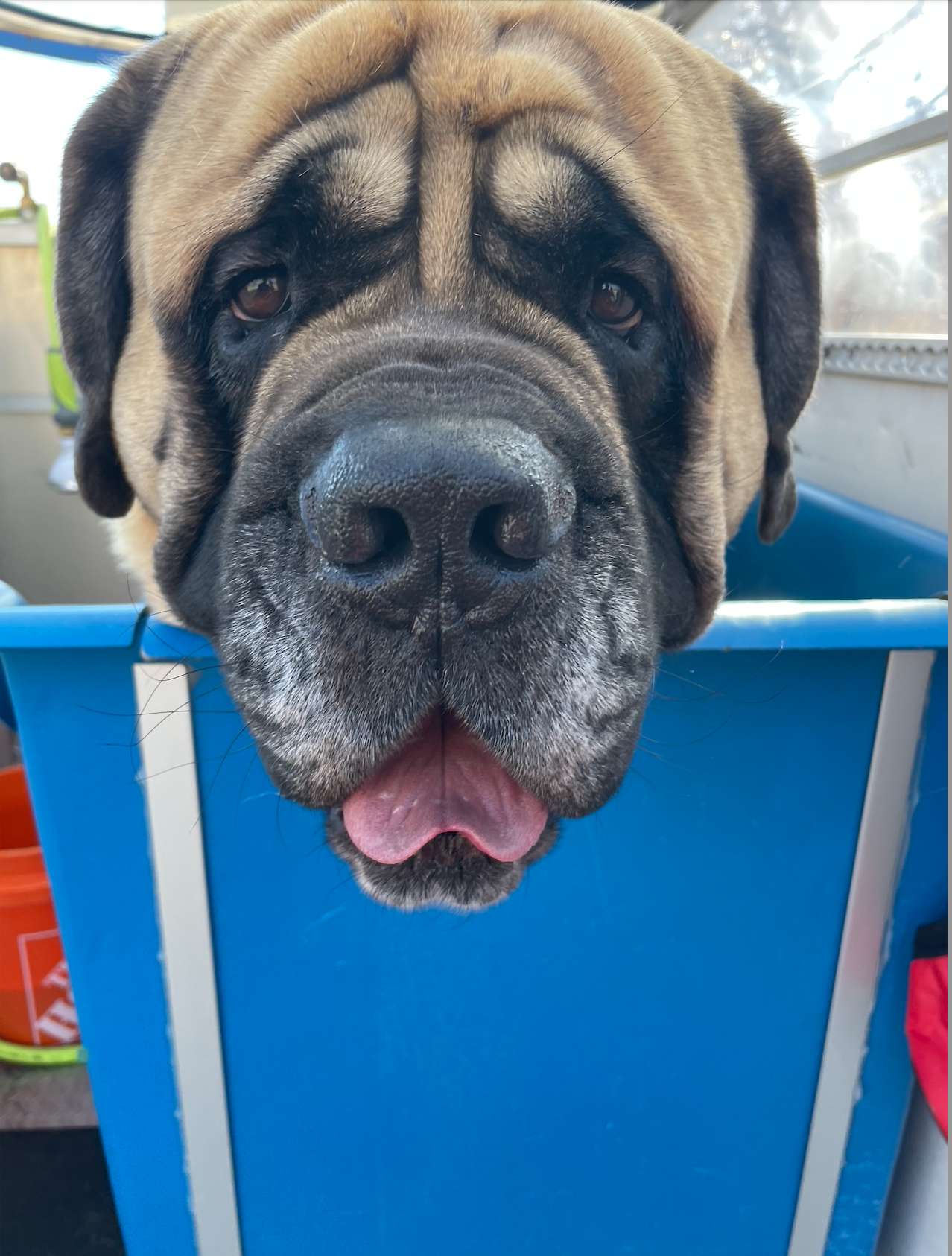 A brown and white dog is sitting in a blue tub with its tongue hanging out.