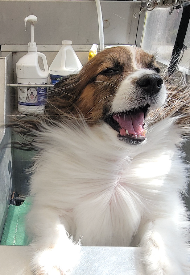 A black and white dog is sitting in a blue tub with its tongue out.