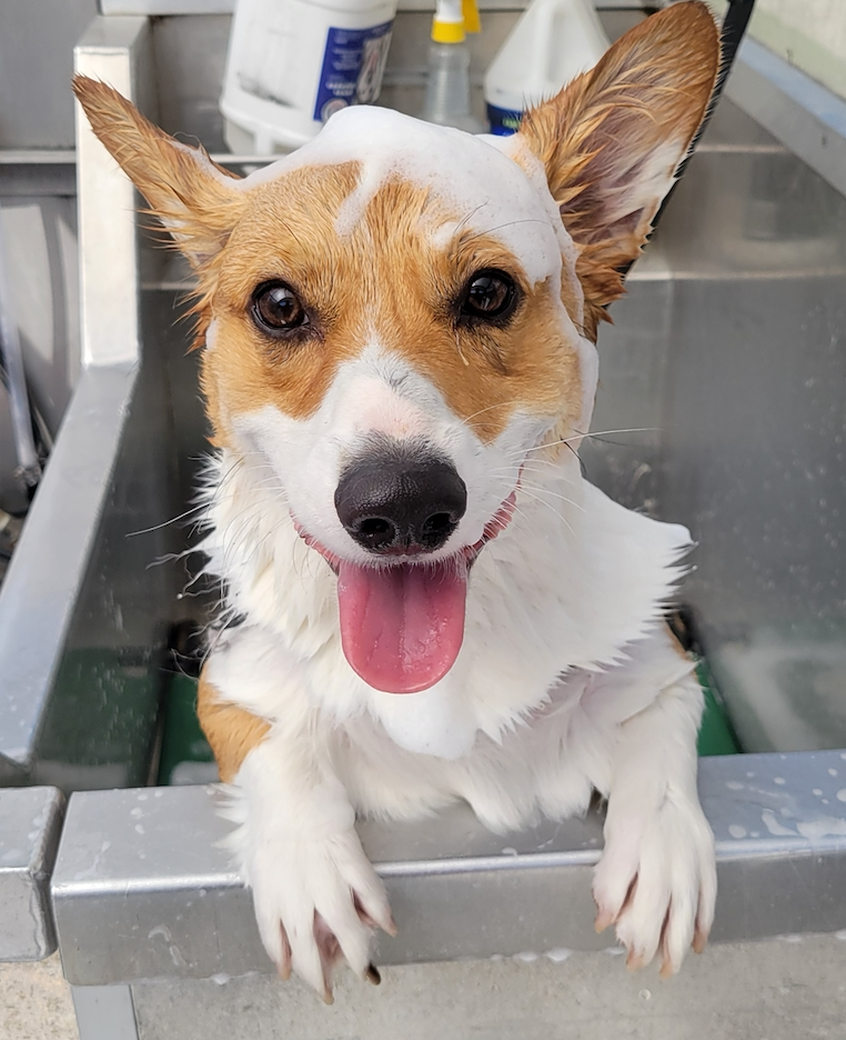 cute brown and white dog with big ears and suds on head