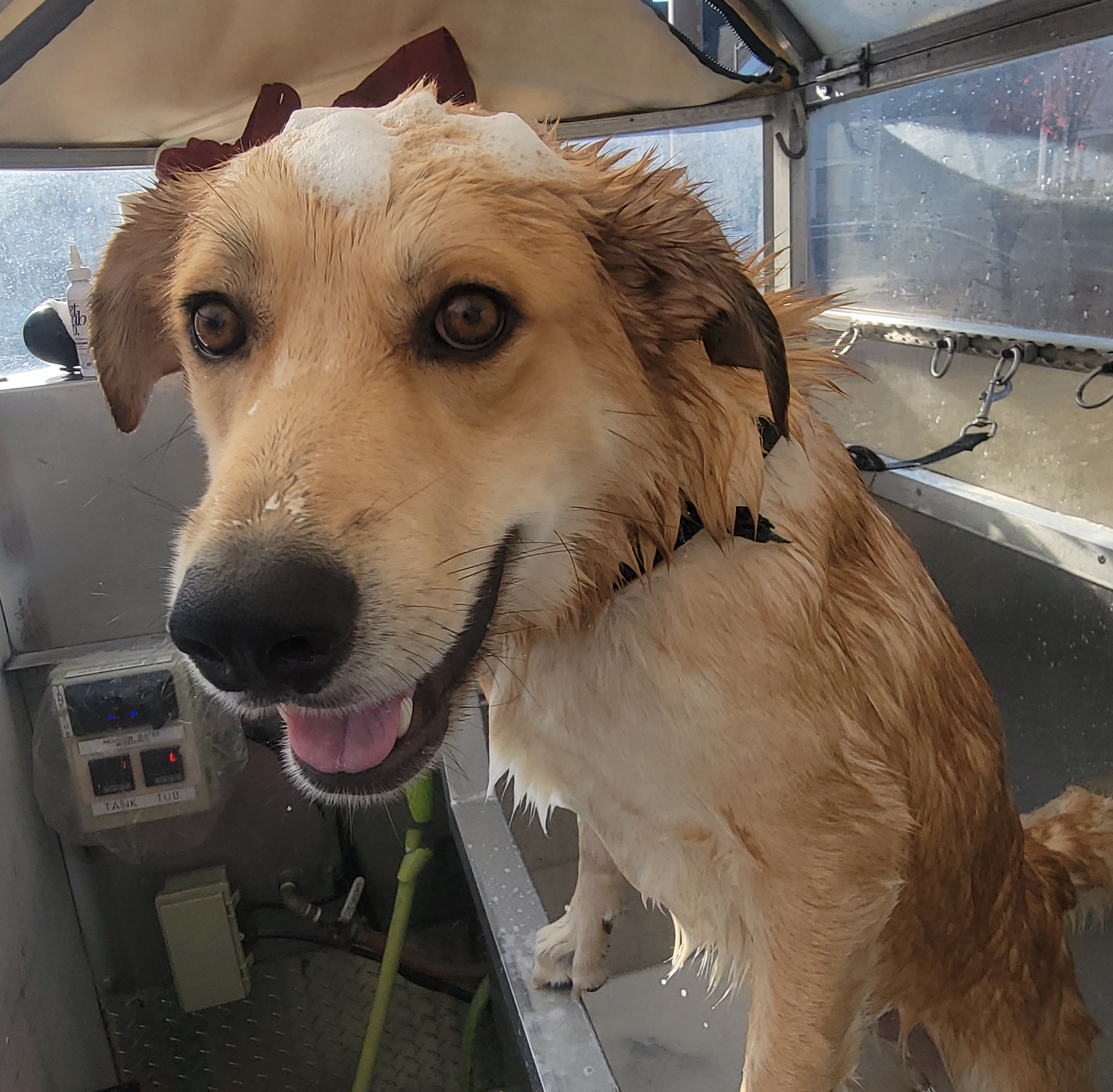 light brown dog with bath suds on head