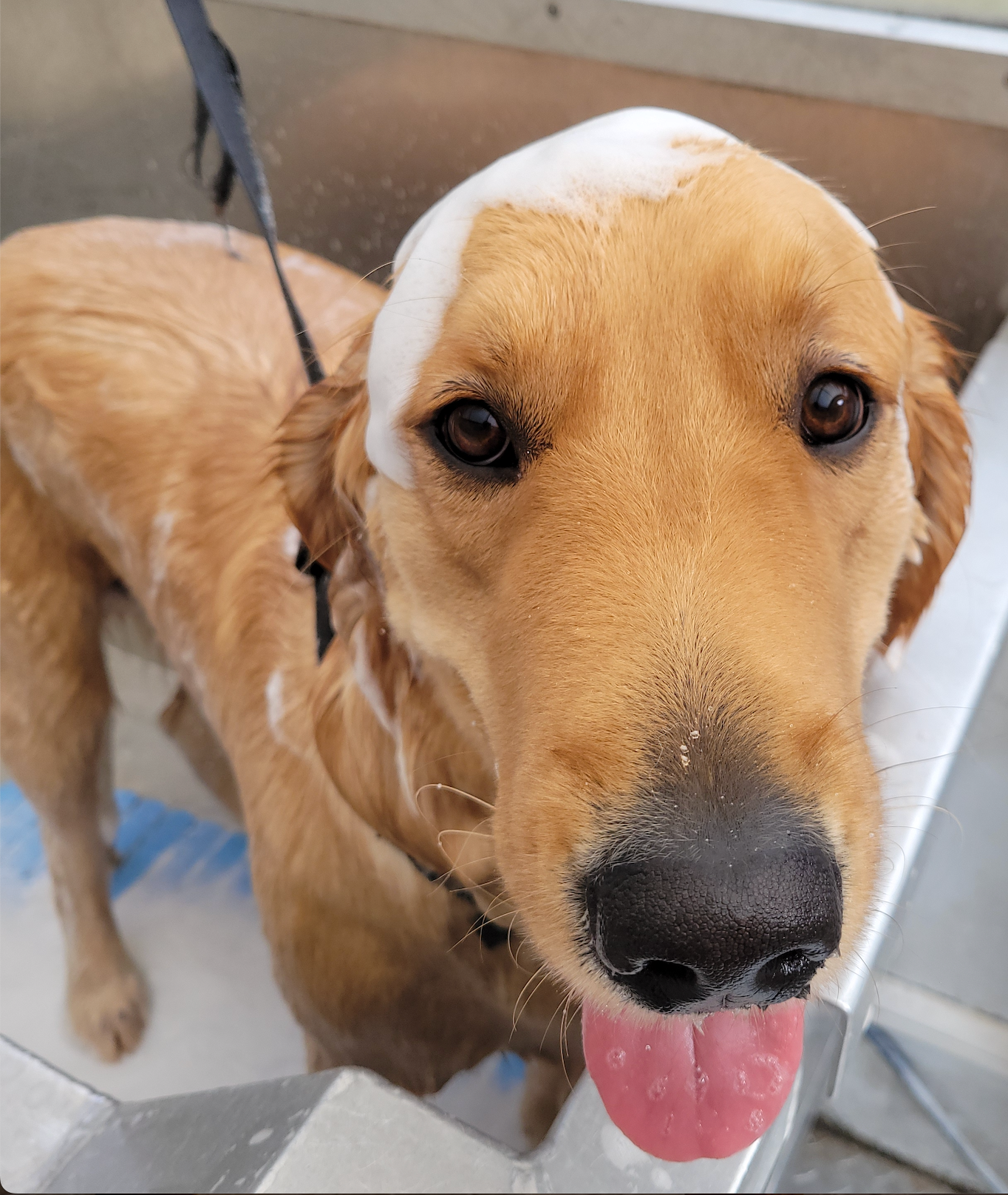 golden retriever with bath suds on head sitting in mobile dog wash tub