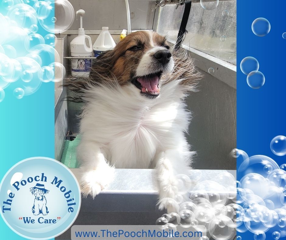 A brown and white dog is sitting in a bathtub with the pooch mobile logo in the corner