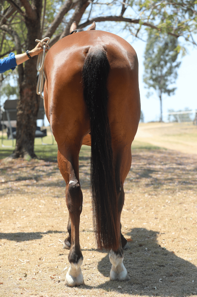 Rear view of a Bay Irish Sport  horse with a black tail standing on a dirt path in a wooded area