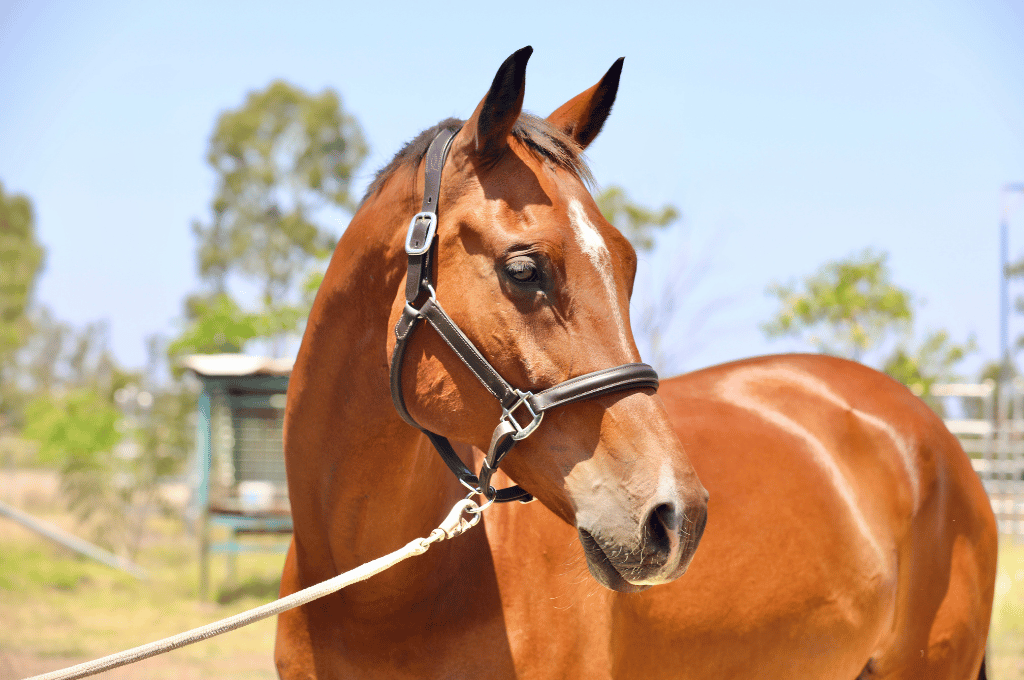 Bay Irish Sport horse wearing a halter, standing outdoors in a sunny pasture