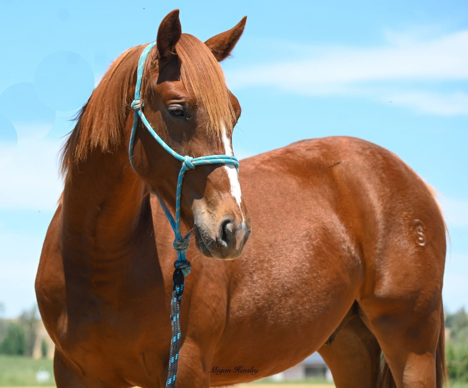 Black horse in halter, head in profile, against a blurred green backdrop.