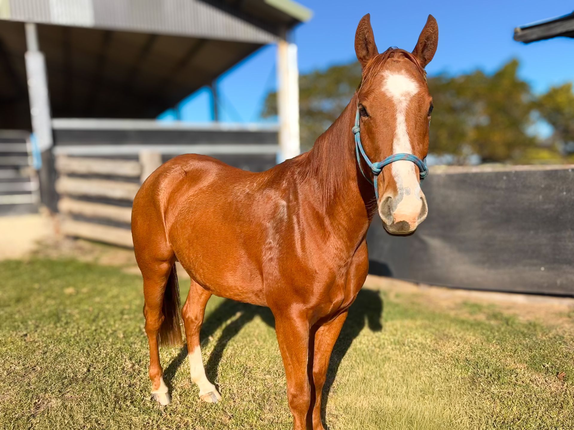 Chestnut australian quarter horse with white blaze and blue halter standing on grass near a barn