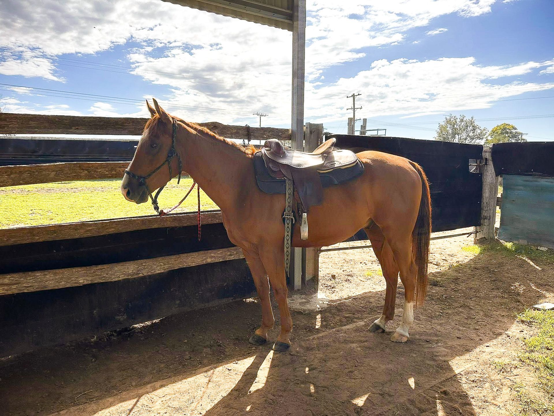 Saddled chestnut australian quarter horse standing in a fenced paddock under a partly cloudy sky