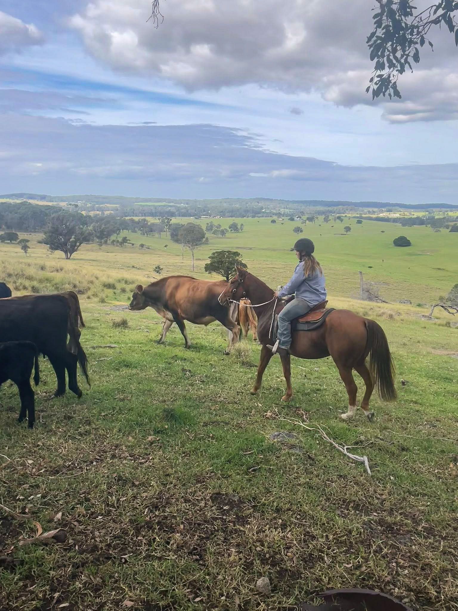 Person riding on australian quarter horse in a green pasture, with cows grazing under a cloudy sky.