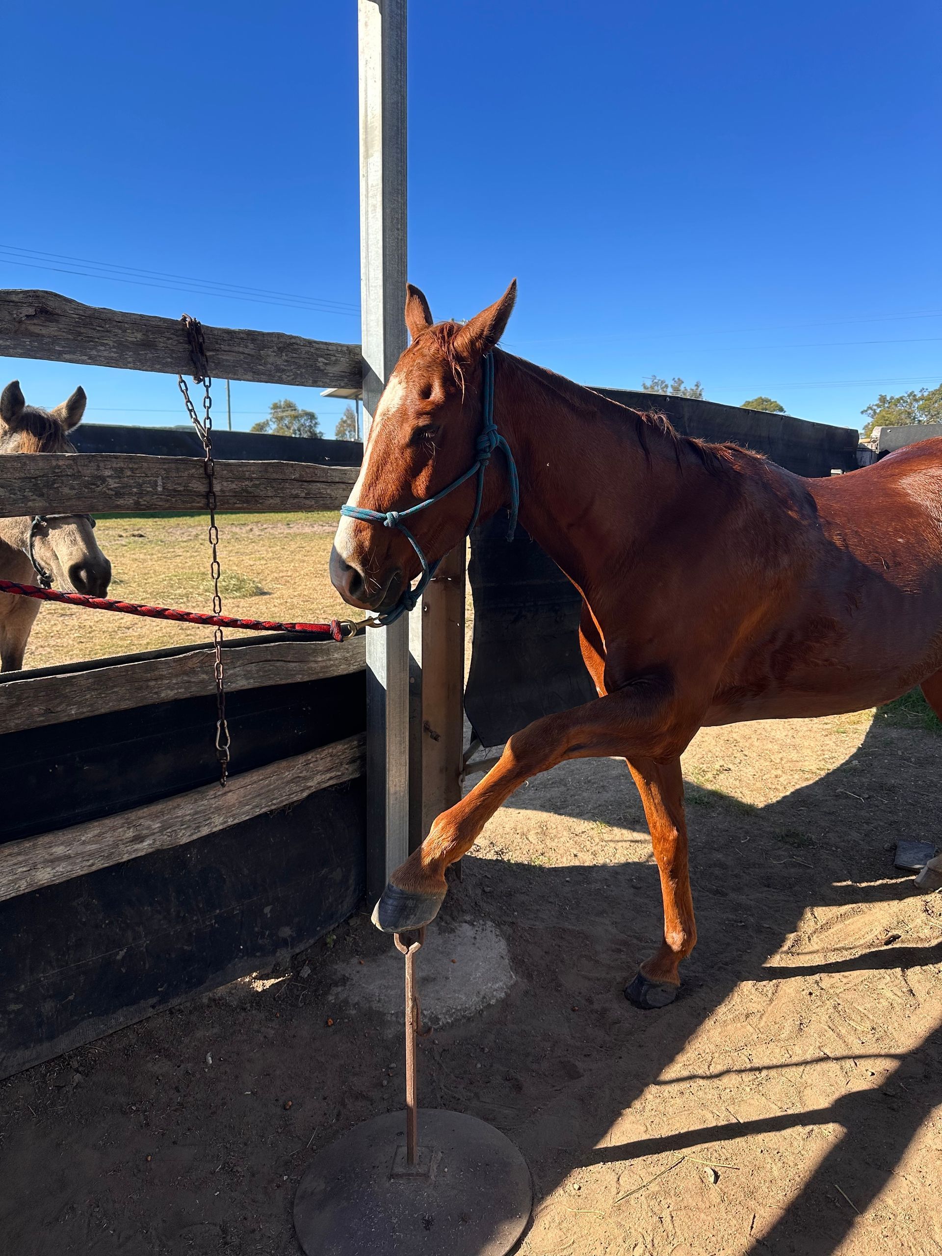 Chestnut australian quarter horse standing by a fence in a sunny paddock, wearing a halter.