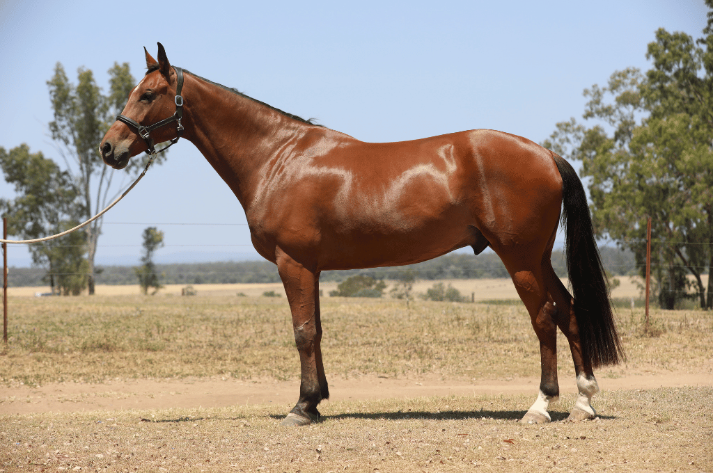 Brown horse standing in a dry field with trees and a fence in the background