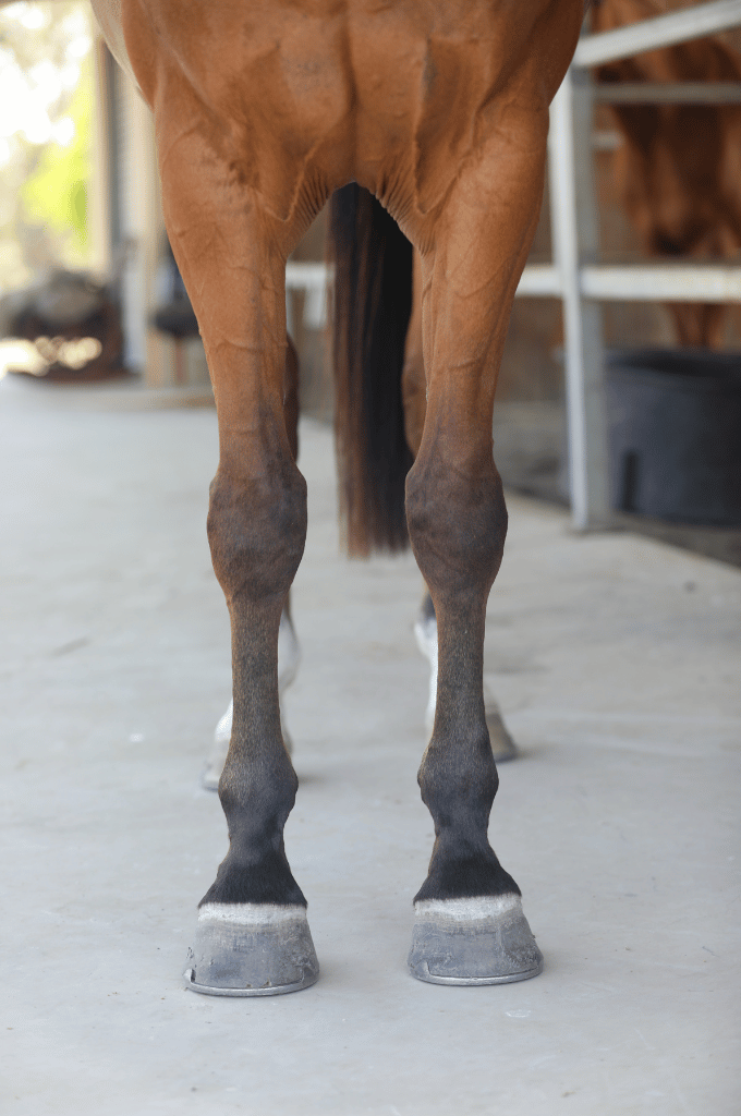 Front view of a brown Irish Sport horse’s legs standing on a concrete surface, wearing black and white protective wraps.
