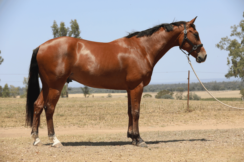 Bay Irish Sport horse standing in a dry field, facing right, with a lead rope attached.