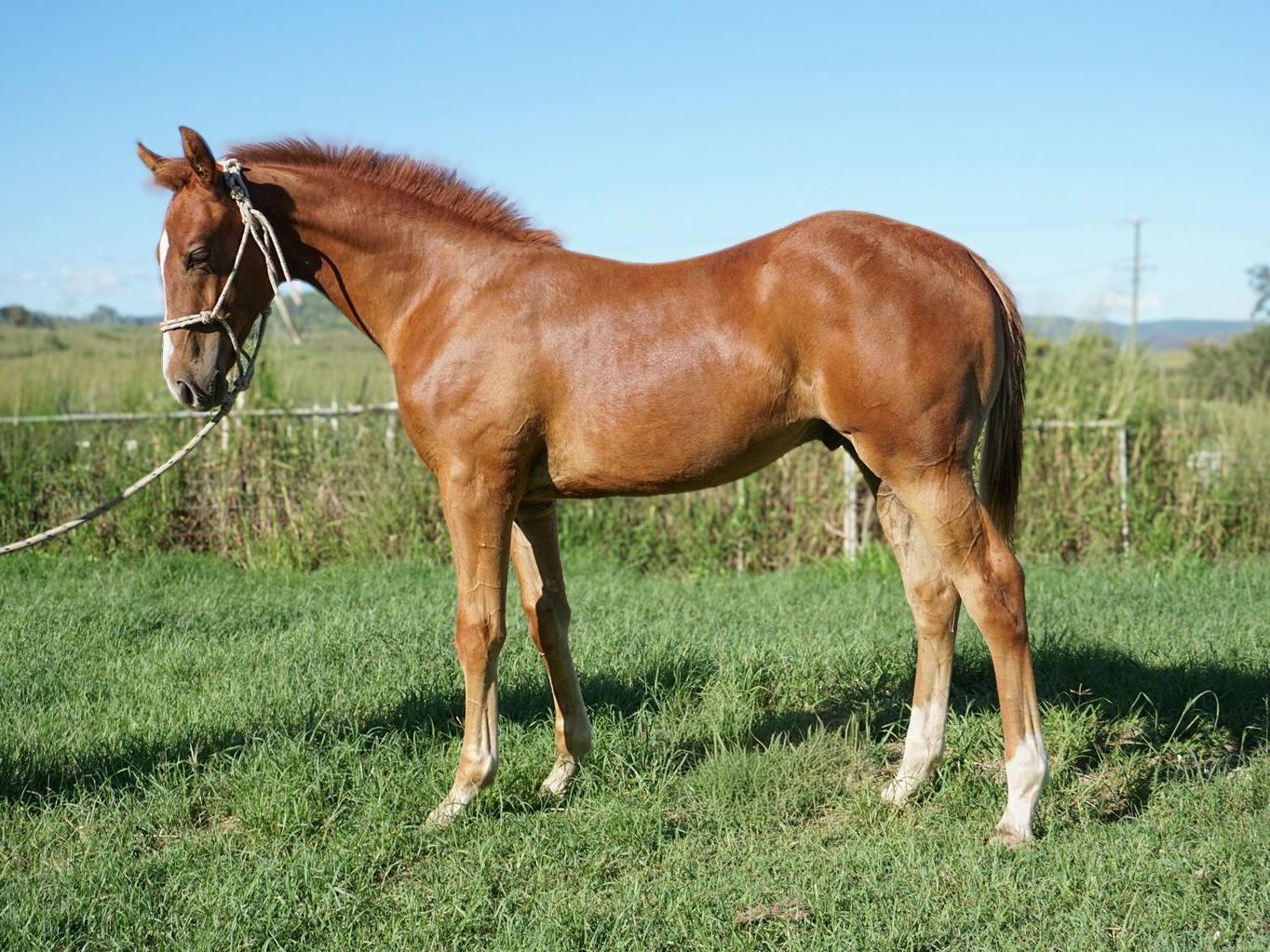 Chestnut australian quarter horse standing in a grassy field under a clear blue sky