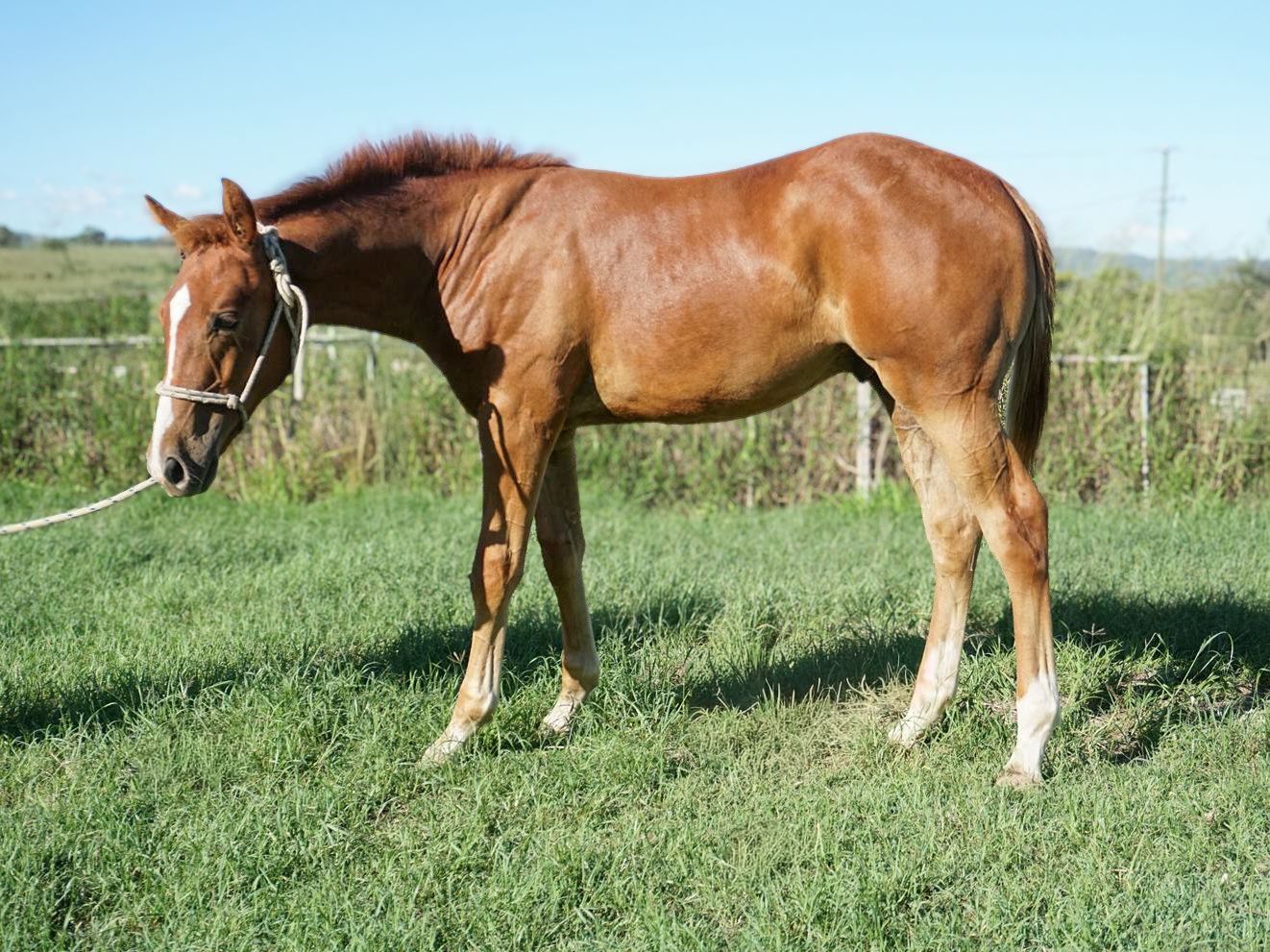 Chestnut australian quarter horse grazing on green grass in a sunny field