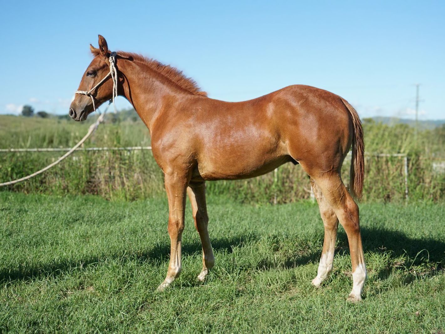 Chestnut australian quarter horse standing on grass in a sunny field, wearing a halter and lead rope.
