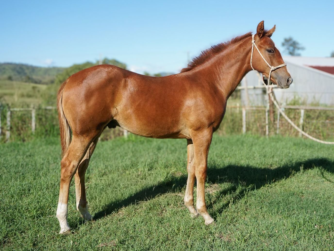 Chestnut australian quarter horse standing in a grassy field near a fence and barn under a clear sky