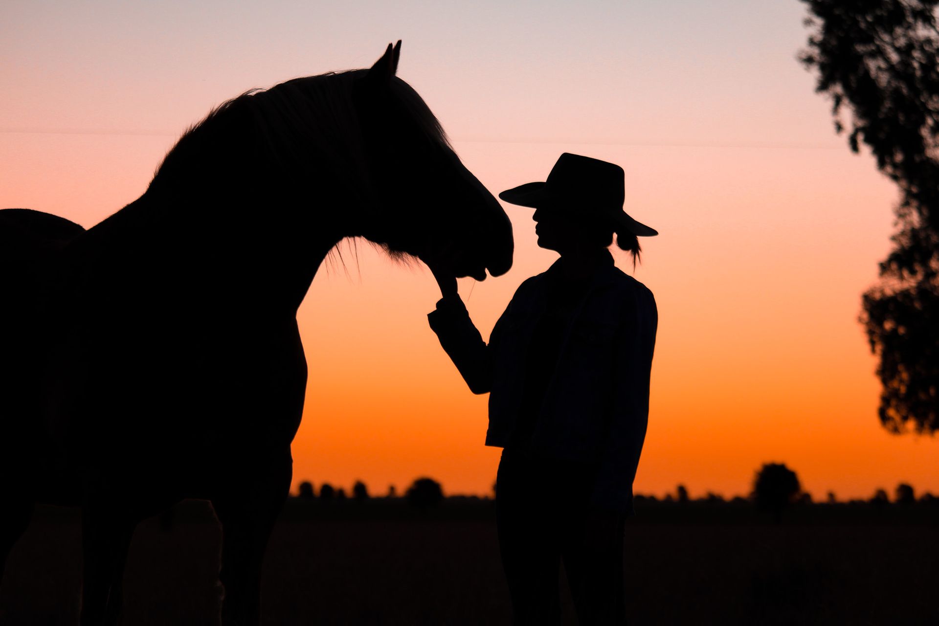 Silhouette of a person in a cowboy hat touching noses with a horse at sunset.