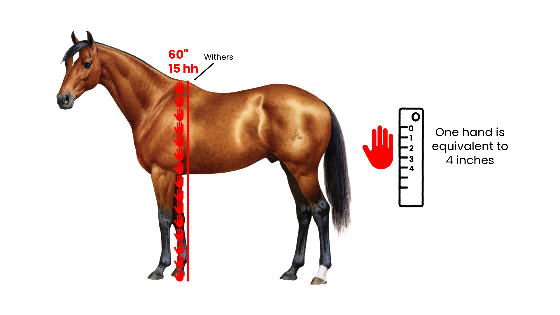 Horse height chart with red measuring line and hand scale showing 1 hand equals 4 inches
