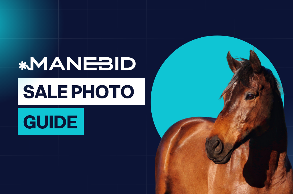 Manebid sale photo guide with a brown horse on a dark blue background