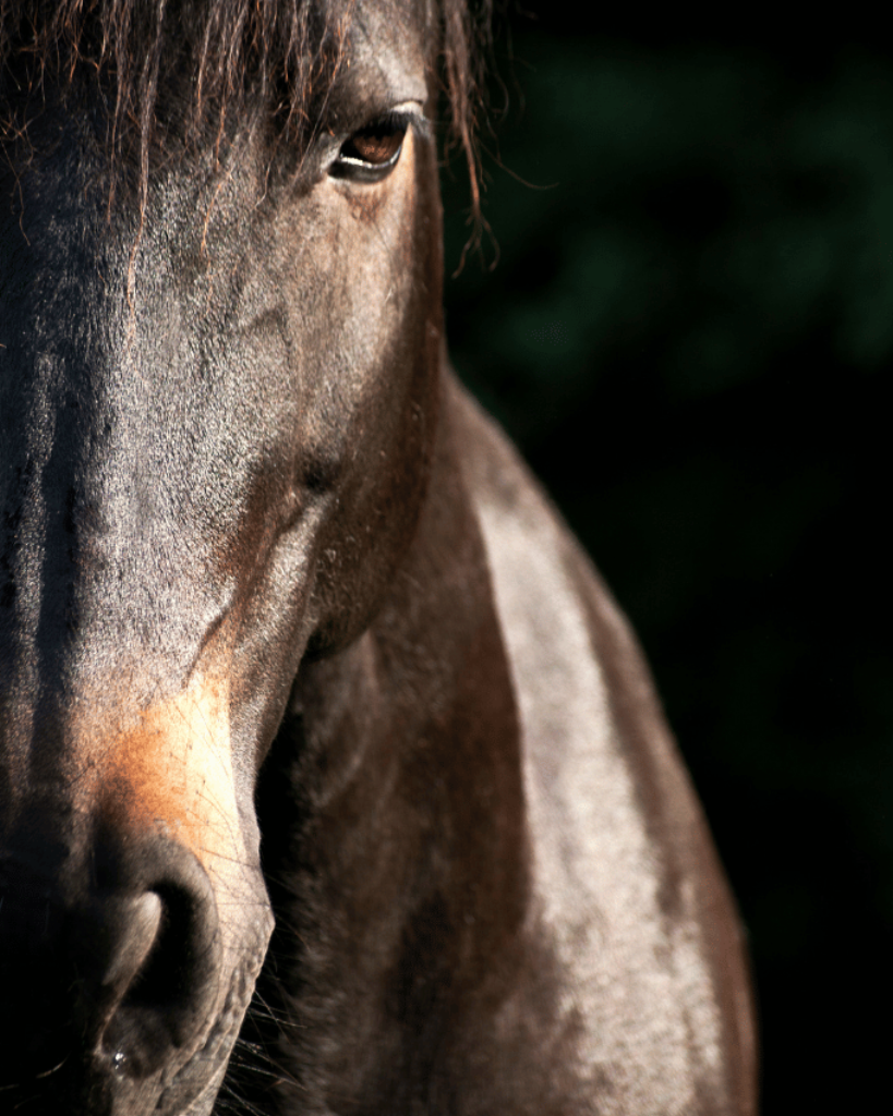 Close-up of a dark brown quarter horse’s face against a dark background.