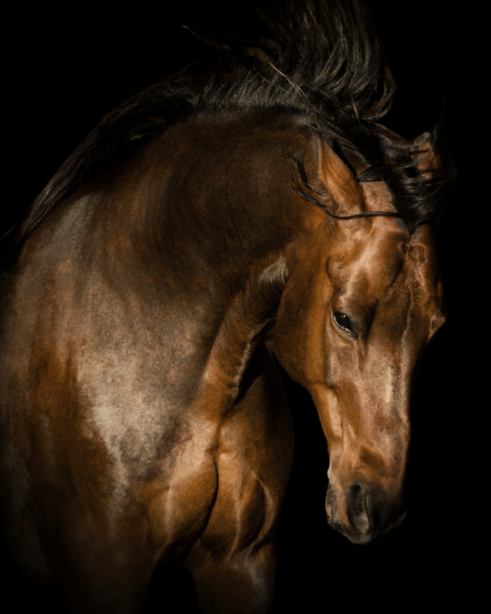 Dark brown warmblood horse with head bowed against a black background