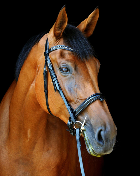 Brown Australian stock horse with a black mane wearing a bridle against a black background
