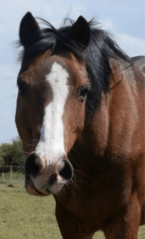 Bazil