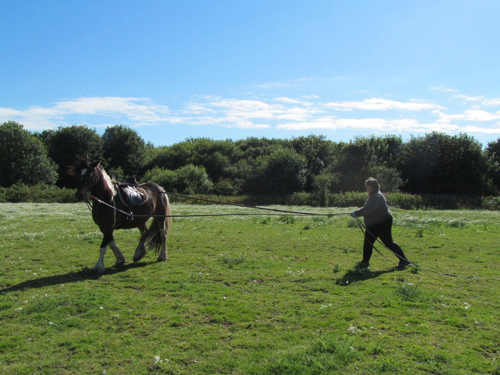 Horse in training