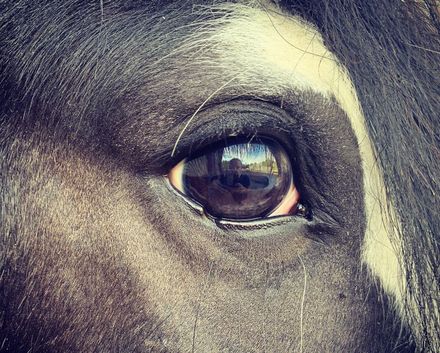 Horses for Loan