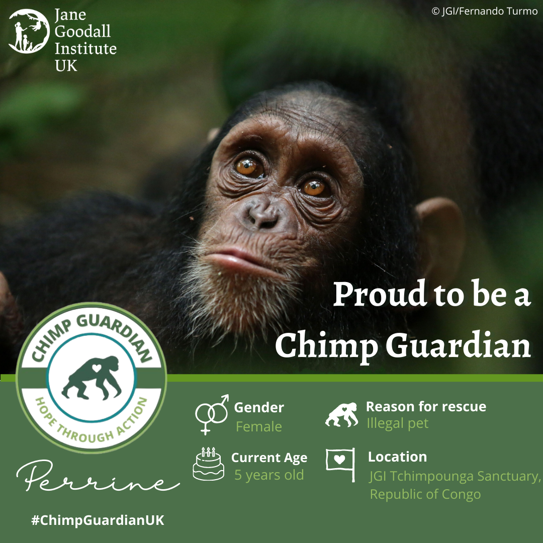 Een chimpansee is er trots op een chimpanseebeschermer te zijn