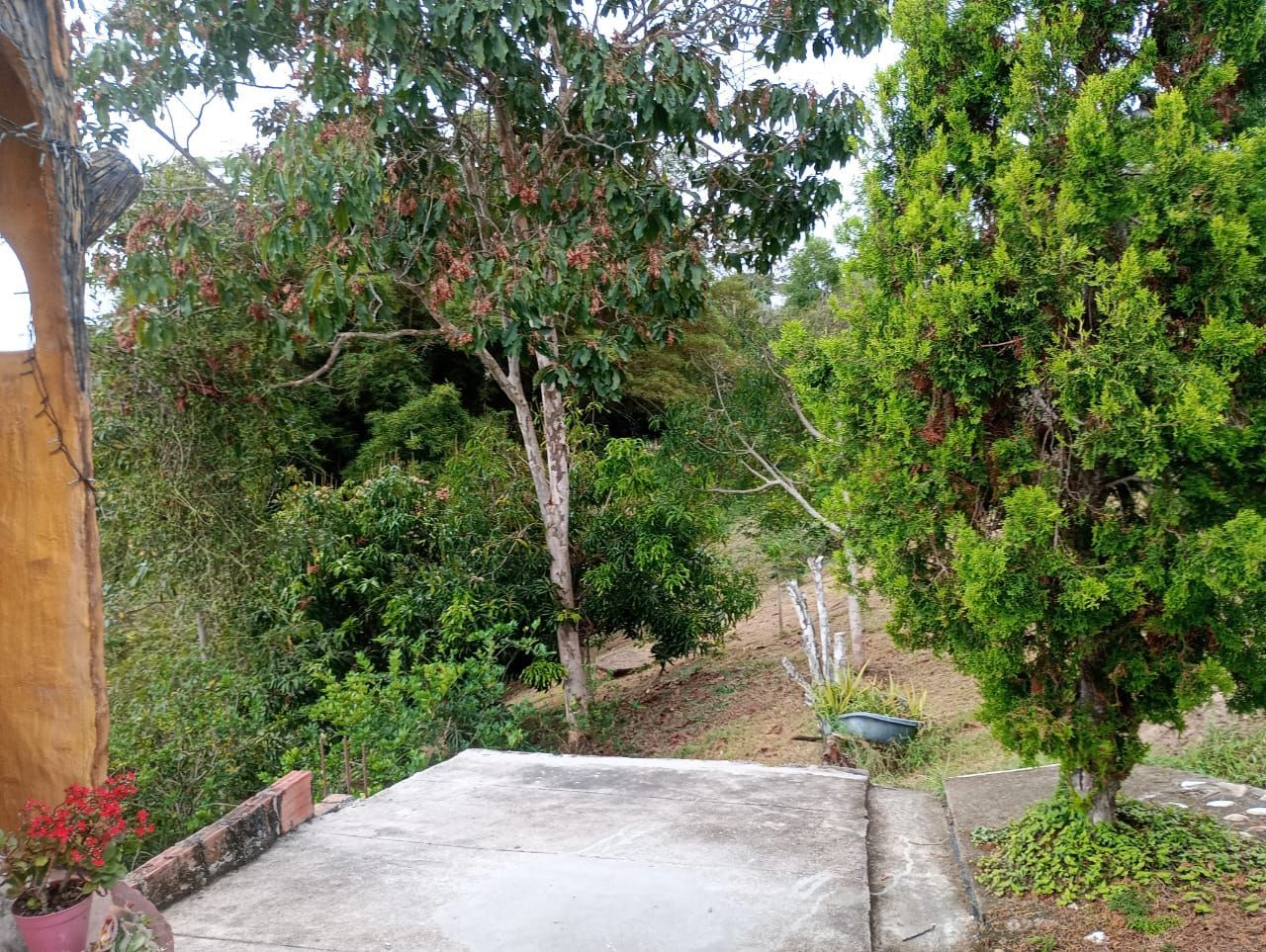 Una plataforma de hormigón rodeada de árboles y arbustos en un jardín.