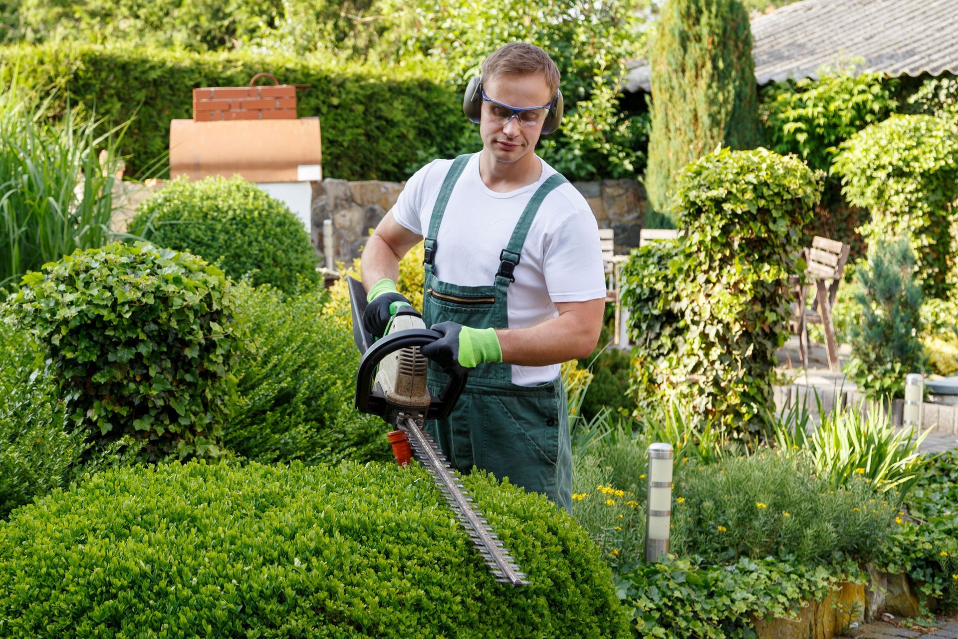 Man Cutting a Hedge