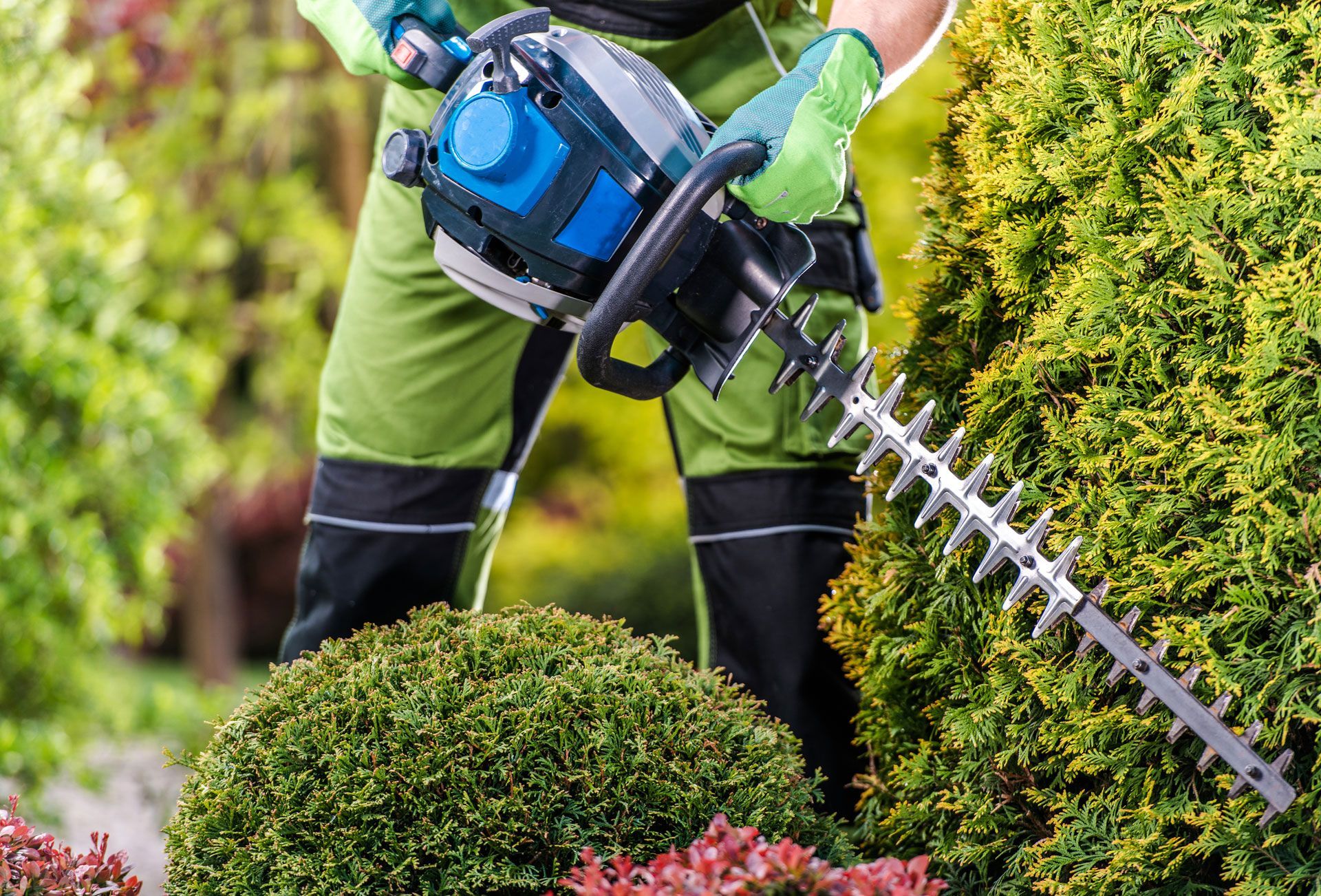 A man is cutting a bush with a hedge trimmer.