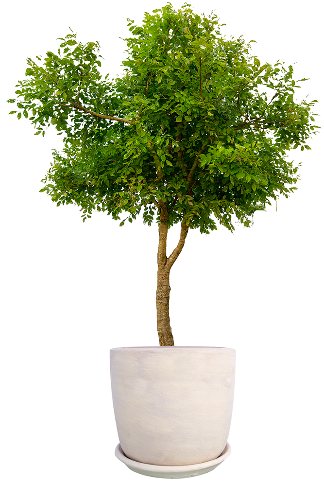 Small Tree On Pot Small Tree On Pot