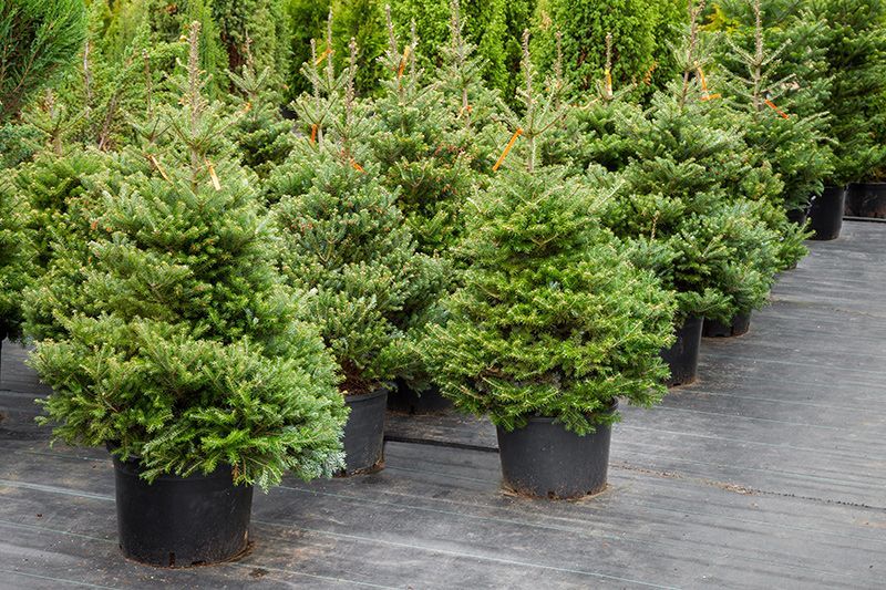 Trees On Container