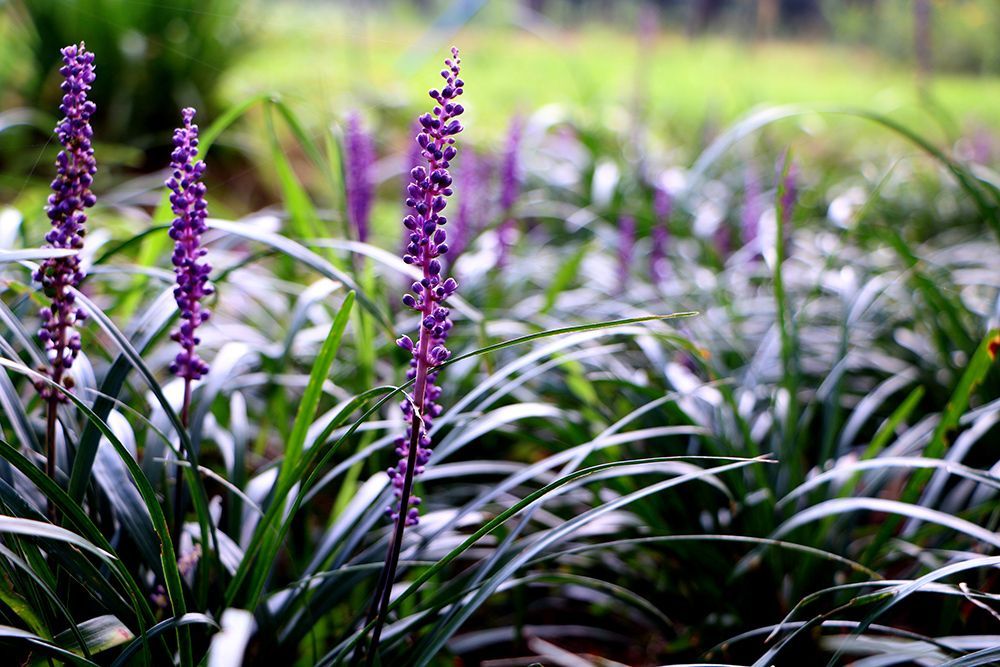 Big Blue Liriope
