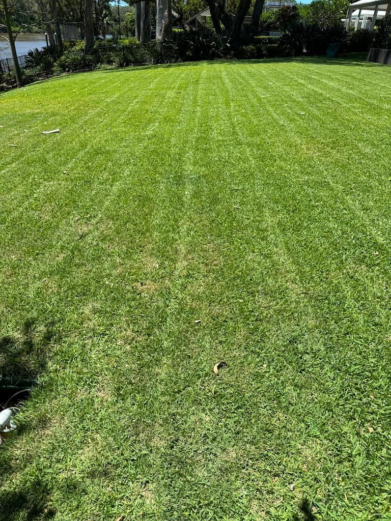 Sunny green lawn with neatly mowed grass and trees in the background